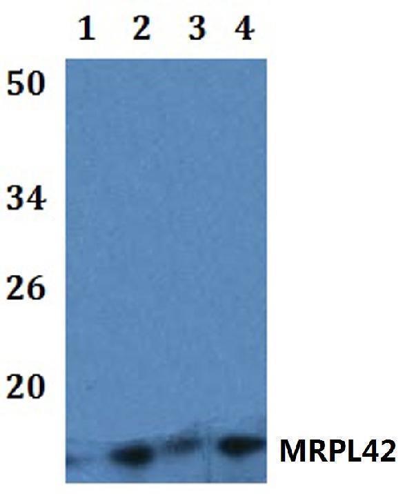 Western blot (WB) analysis of MRPL42 polyclonal antibody at 1:500 dilution  Lane1:HEK293T whole cell lysate
Lane2:Raw264