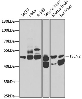 a13172 tsen2 primary antiboties wb testing 1