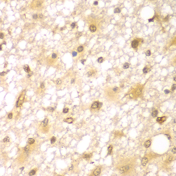 a13178 rufy2 primary antiboties ihc testing 2