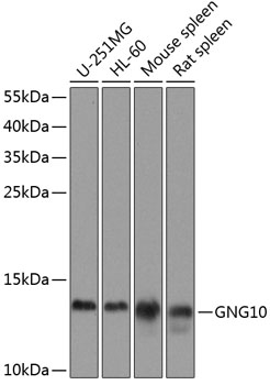 a13187 gng10 primary antiboties wb testing 1