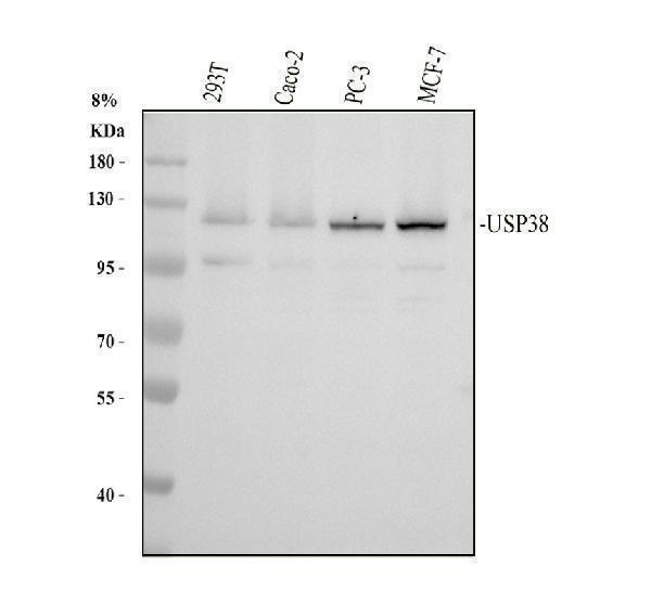 Western blot analysis of USP38 using anti-USP38 antibody (A13191-2)