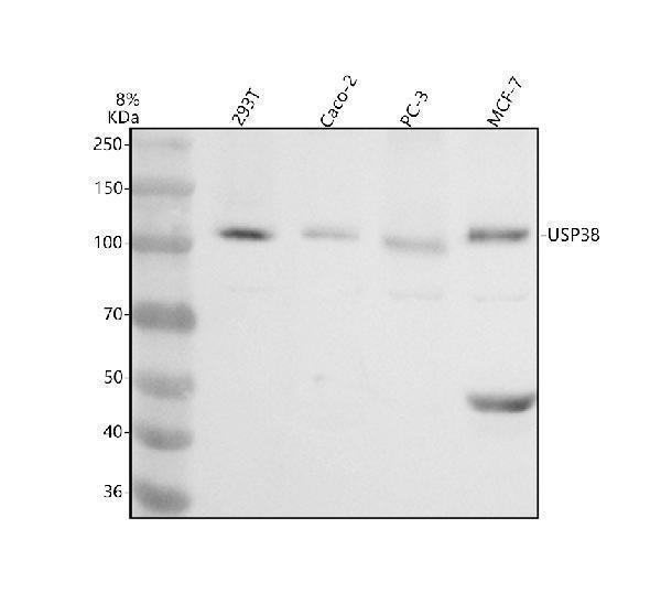 a13191 2 usp38 primary antibodies wb testing 1_1