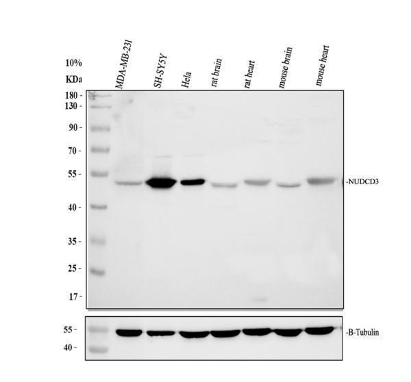 a13207 1 nudcd3 primary antibodies wb testing 1_1
