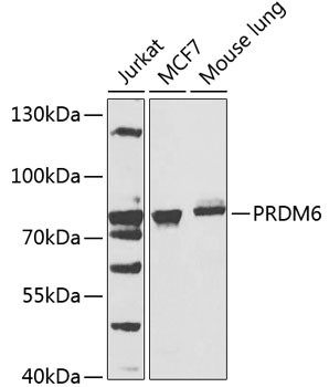 a13216 prdm6 primary antiboties wb testing 1