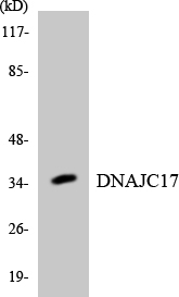 Western blot analysis of the lysates from HepG2 cells using DNAJC17 antibody