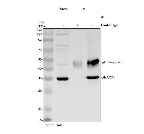 Immunoprecipitating DNAJC17 in Hela whole cell lysate