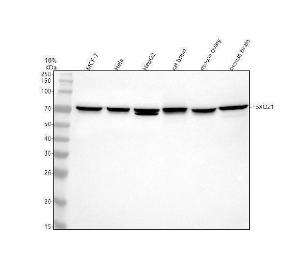 a13227 1 fbxo21 primary antibodies wb testing 1