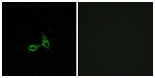 a13245 cdh24 primary antibodies if testing 1