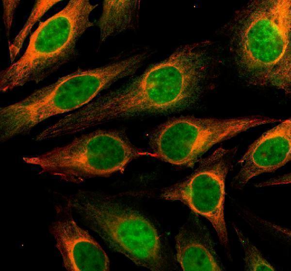 a13249 1 cyrib primary antibodies if testing 1
