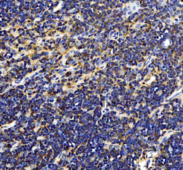 a13249 1 cyrib primary antibodies ihc testing 1
