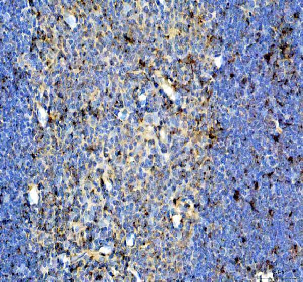 a13249 1 cyrib primary antibodies ihc testing 2