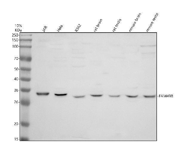 Anti-FAM49B/CYRIB Antibody Picoband&reg;