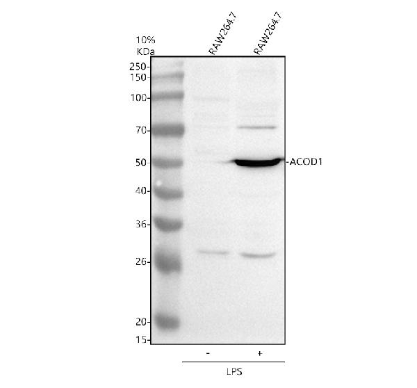 a13250 1 acod1 primary antibodies wb testing 1