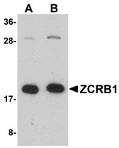 a13254 zcrb1 primary antibodies wb testing 1