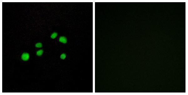 a13263 col23a1 primary antibodies if testing 1
