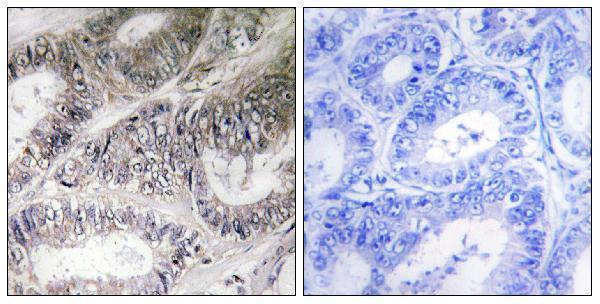 a13267 1 cox19 primary antibodies ihc testing 1