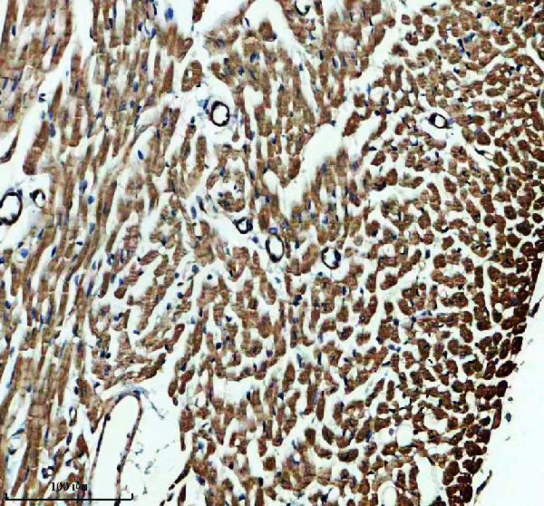 a13273 1 fbxo40 primary antibodies ihc testing 3