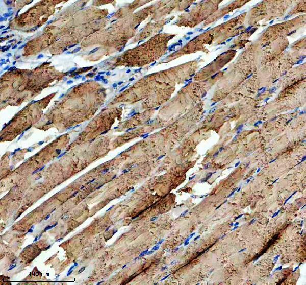 a13273 1 fbxo40 primary antibodies ihc testing 4