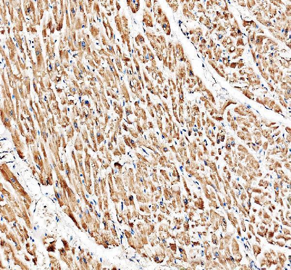 a13273 1 fbxo40 primary antibodies ihc testing 5