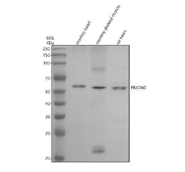 Western blot analysis of FBXO40 using anti-FBXO40 antibody (A13273-1)