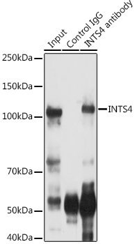 a13277 ints4 primary antiboties ip testing 3