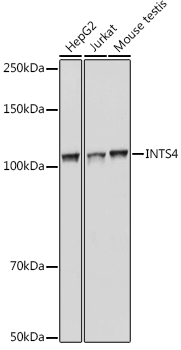 a13277 ints4 primary antiboties wb testing 1