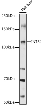 a13277 ints4 primary antiboties wb testing 2