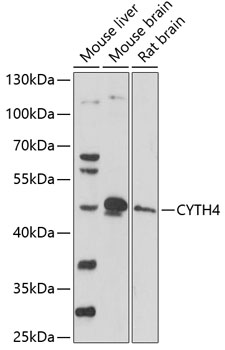Western blot analysis of extracts of various cell lines, using CYTH4 antibody  at 1:1000 dilution
