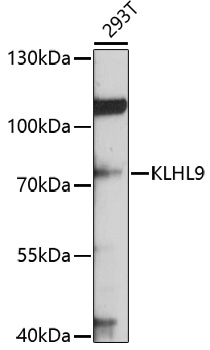 a13280 klhl9 primary antiboties wb testing 1