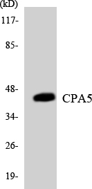 Western blot analysis of the lysates from COLO205 cells using CPA5 antibody