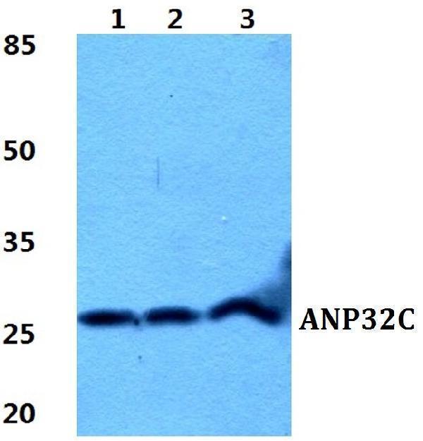 a13313 anp32c primary antiboties wb testing 1