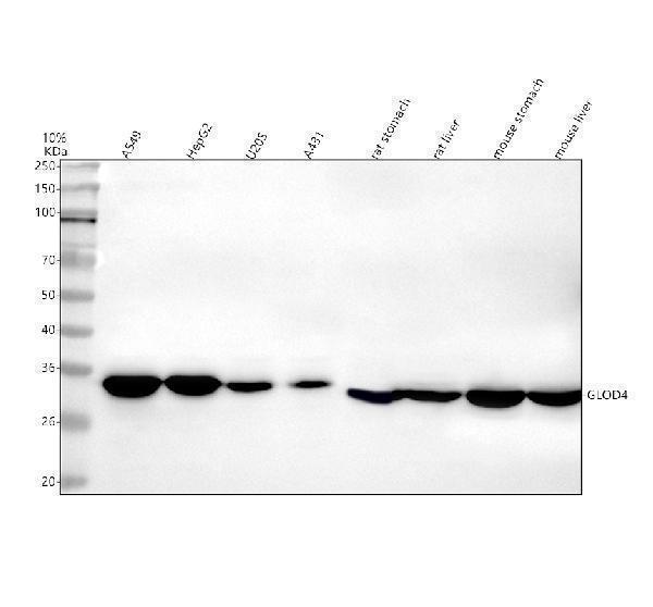  Western blot analysis of GLOD4 using anti-GLOD4 antibody (A13315-1)