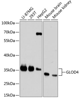 Western blot analysis of extracts of various cell lines, using GLOD4 antibody  at 1:3000 dilution