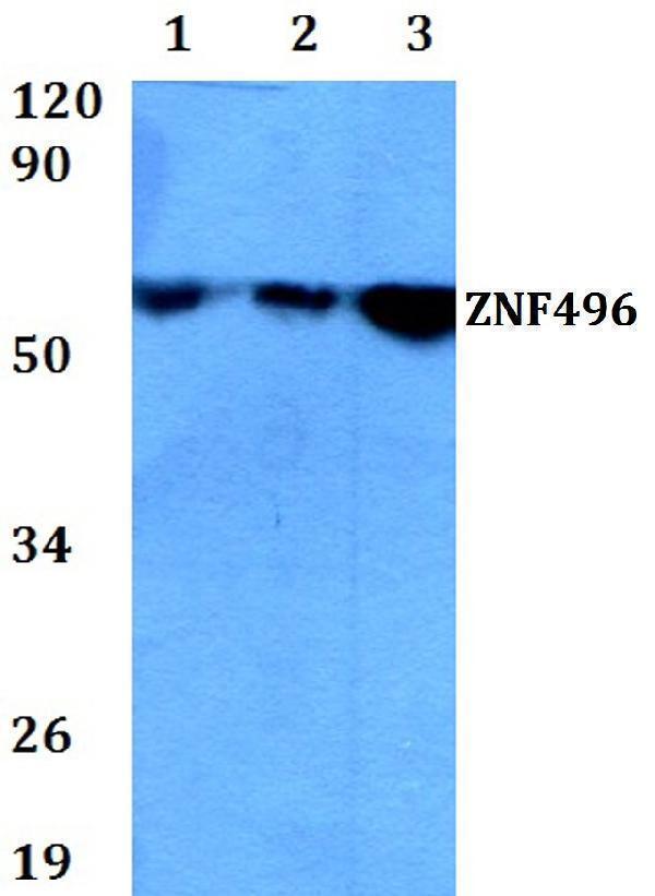 a13332 znf496 primary antiboties wb testing 1