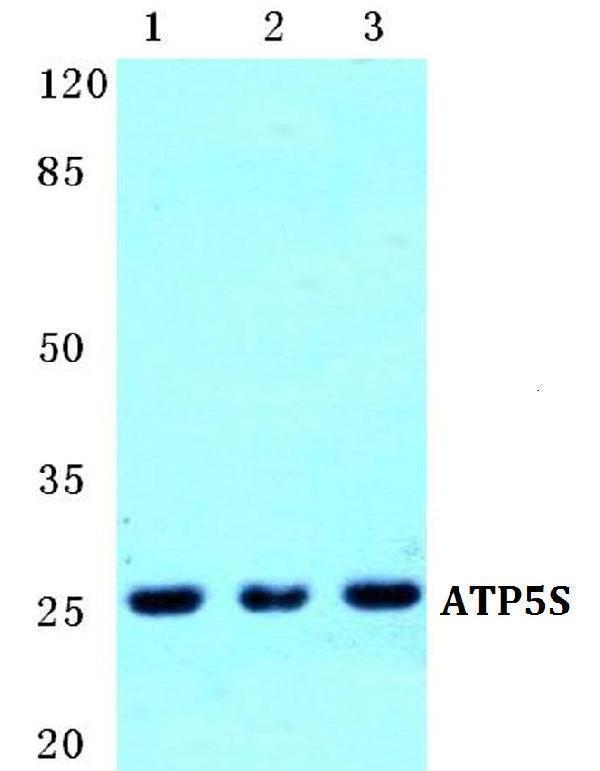 a13337 1 atp5s primary antiboties wb testing 1