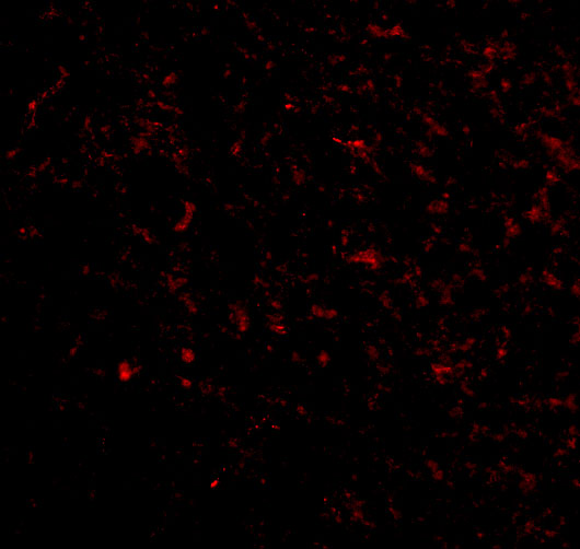 a13341 grik5 primary antibodies if testing 3
