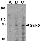 a13341 grik5 primary antibodies wb testing 1