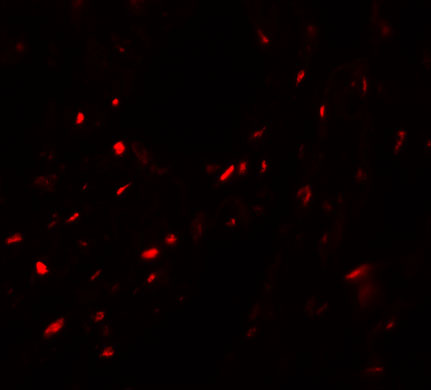 a13349 myzap primary antibodies if testing 3