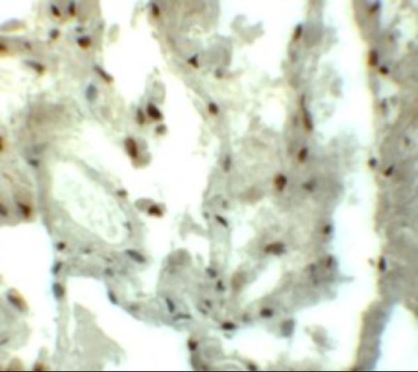 a13349 myzap primary antibodies ihc testing 2