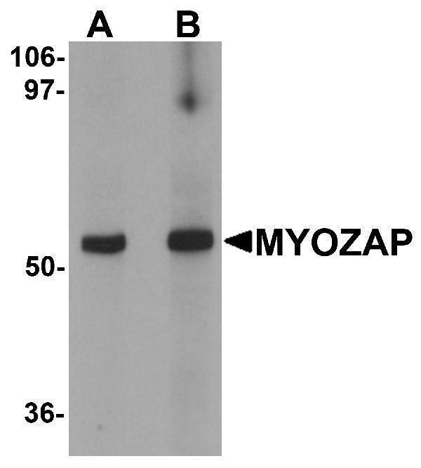 a13349 myzap primary antibodies wb testing 1