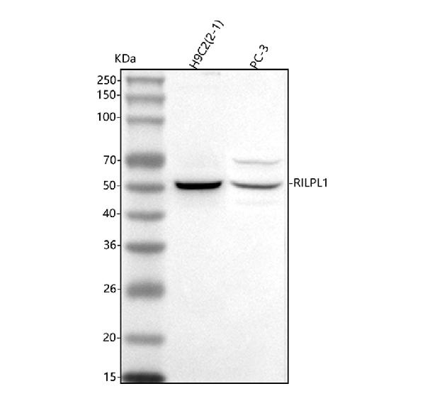 Figure 1. Western blot analysis of RILPL1 using anti-RILPL1 antibody (A13355-1). Electrophoresis was performed on a 5-20% SDS-PAGE gel at 70V (Stacking gel) / 90V (Resolving gel) for 2-3 hours. The sample well of each lane was loaded with 30 ug of sample under reducing conditions. Lane 1: human H9C2(2-1) whole cell lysates, Lane 2: human PC-3 whole cell lysates. After electrophoresis, proteins were transferred to a nitrocellulose membrane at 150 mA for 50-90 minutes. Blocked the membrane with 5% non-fat milk/TBS for 1.5 hour at RT. The membrane was incubated with rabbit anti-RILPL1 antigen affinity purified polyclonal antibody (Catalog # A13355-1) at 0.5 microg/mL overnight at 4°C, then washed with TBS-0.1%Tween 3 times with 5 minutes each and probed with a goat anti-rabbit IgG-HRP secondary antibody at a dilution of 1:5000 for 1.5 hour at RT. The signal is developed using an Enhanced Chemiluminescent detection (ECL) kit (Catalog # EK1002) with Tanon 5200 system. A specific band was detected for RILPL1 at approximately 50 kDa. The expected band size for RILPL1 is at 47 kDa.