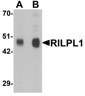 Western blot analysis of RILPL1 in rat cerebellum tissue lysate with RILPL1 antibody at (A) 0