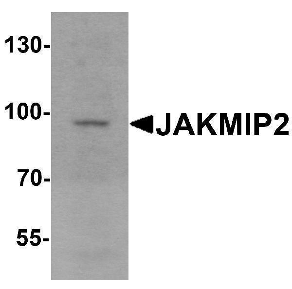 Western blot analysis of JAKMIP2 in mouse brain tissue lysate with JAKMIP2 antibody at 1 μg/mL