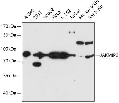 a13357 2 jakmip2 primary antiboties wb testing 1