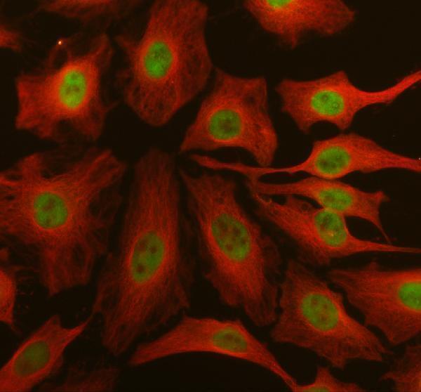 IF analysis of DHRS1 using anti-DHRS1 antibody (A13366-1) and anti-Alpha Tubulin antibody (M03989-3)