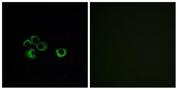 Immunofluorescence analysis of MCF7 cells, using OR2Z1 Antibody