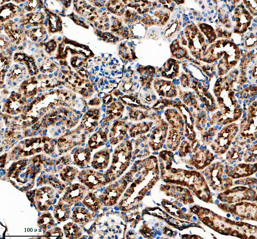 a13372 2 laptm4a primary antibodies ihc testing 1