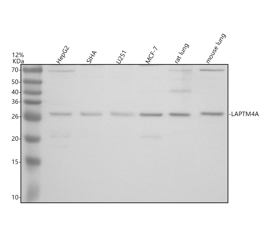 a13372 2 laptm4a primary antibodies wb testing 1