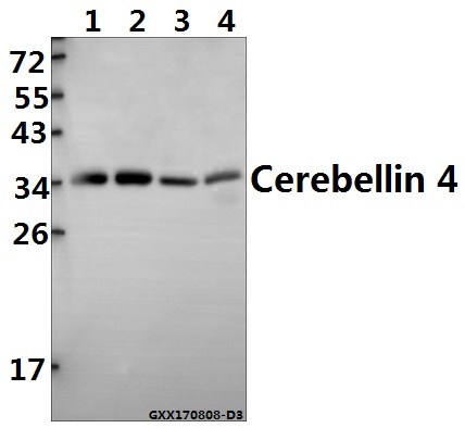 a13373 cbln4 primary antiboties wb testing 1