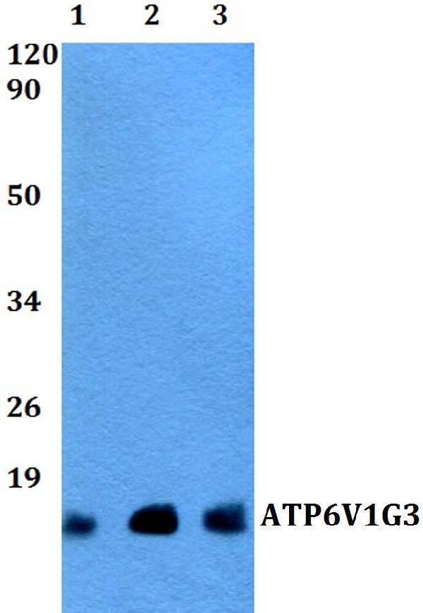 a13383 atp6v1g3 primary antiboties wb testing 1